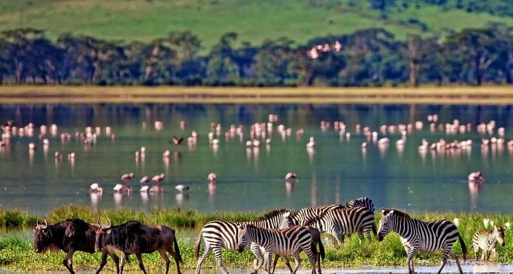 Tanzania 5 Días Tarangire-Manyara-Serengeti-Ngorongoro Safari en Grupo - Jollic Adventure Tour 2