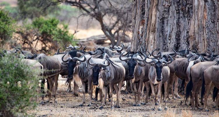 Tanzania 5 Días Tarangire-Manyara-Serengeti-Ngorongoro Safari en Grupo - Jollic Adventure Tour 3