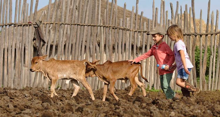 Tanzania 5 Días Tarangire-Manyara-Serengeti-Ngorongoro Safari en Grupo - Jollic Adventure Tour 6