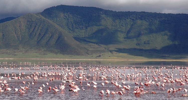 Tanzania 5 Días Tarangire-Manyara-Serengeti-Ngorongoro Safari en Grupo - Jollic Adventure Tour 9