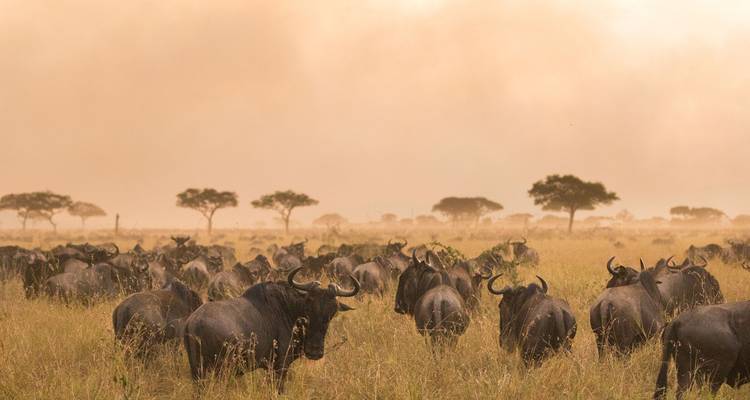 Tanzania 5 Días Tarangire-Manyara-Serengeti-Ngorongoro Safari en Grupo - Jollic Adventure Tour 10