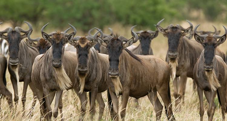 4 Days Ngorongoro, Serengeti & Tarangire Joining |Group Safaris - Jollic Adventure Tour 4