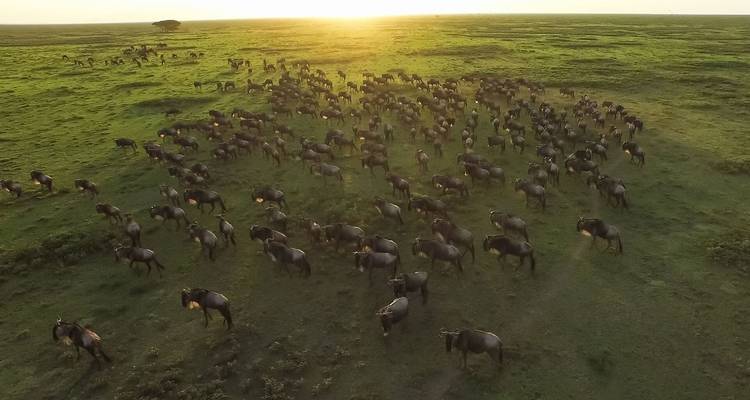 4 Días Lago Manyara, Serengeti y Cráter del Ngorongoro - Jollic Adventure Tour 1