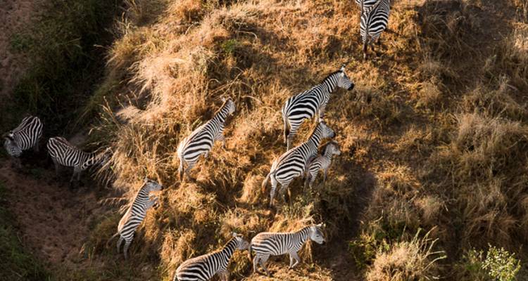 4 Días Lago Manyara, Serengeti y Cráter del Ngorongoro - Jollic Adventure Tour 3