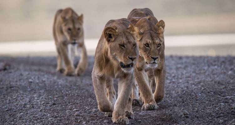 Lions walking down a dirt road.