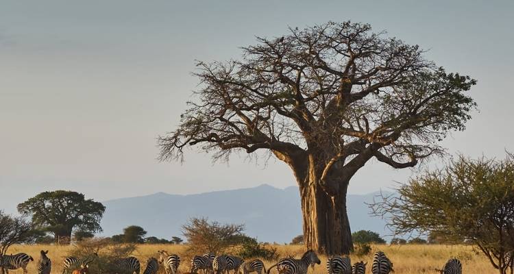 Tanzania 3 Días 2 Noches Tarangire, Lago Manyara y Ngorongoro - Jollic Adventure Tour 7
