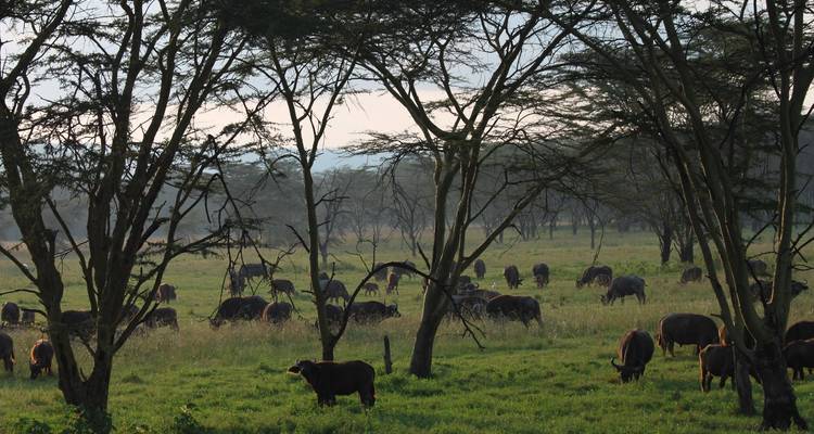 4 Días Masai Mara y Lago Nakuru |Safari en grupo - Jollic Adventure Tour 6