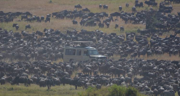 Een safariwagen omringd door een grote kudde gnoes.