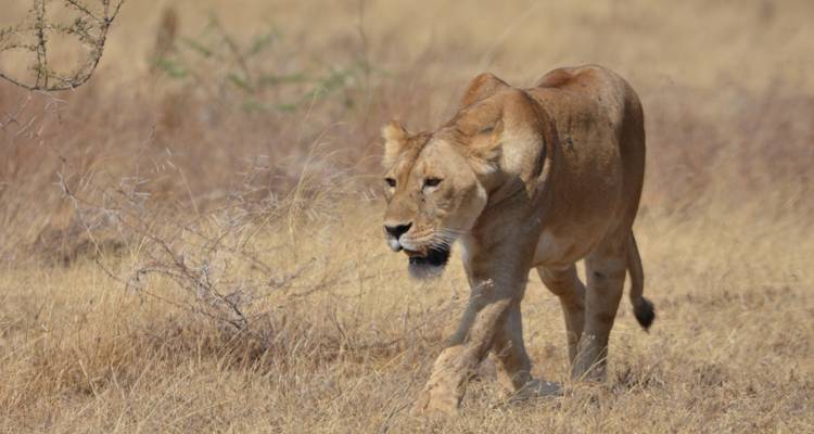 Een leeuwin die door droog grasland loopt.