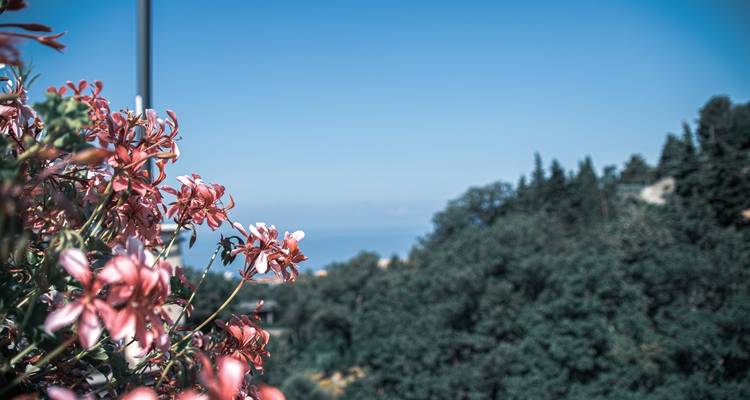 Künstlerisches Bild mit geringer Schärfentiefe von rosa Blumen im Vordergrund mit unscharfem bewaldeten Hügel im Hintergrund.