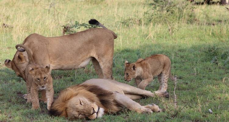 El Safari de Lujo Definitivo en Tanzania (Todo Incluido - Aventura Privada) - Professional Safari Africa 4