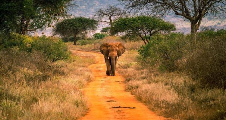 6 Days Masai Mara, Lake Nakuru & Amboseli |Group Safari - Jollic Adventure Tour 2
