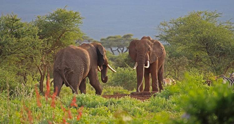 Kenia 7 Días Masai Mara, Nakuru, Naivasha y Amboseli | Safari en grupo - Jollic Adventure Tour 6
