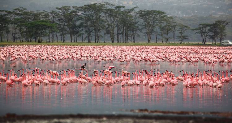 Kenia 7 Días Masai Mara, Nakuru, Naivasha y Amboseli | Safari en grupo - Jollic Adventure Tour 7