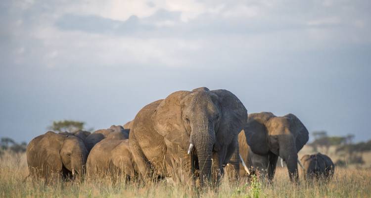Kenia 3 días masaimara migración de ñus en grupo - Jollic Adventure Tour 1