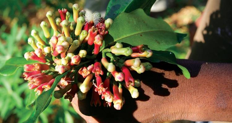 Zanzibar Spice Village Tour - Jollic Adventure Tour 3