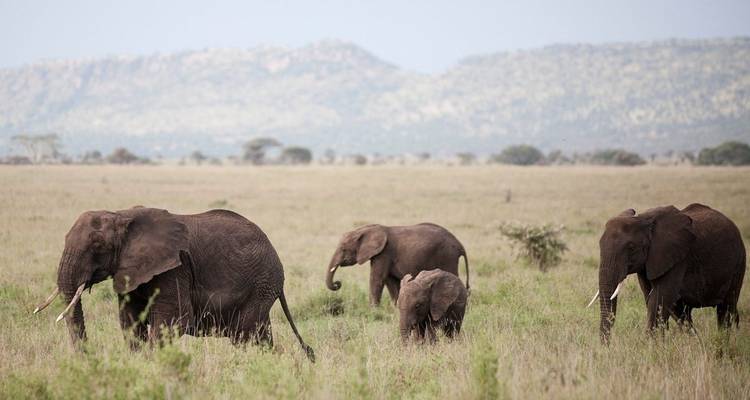 Safari privado: expedición clásica de 7 días - Professional Safari Africa 1