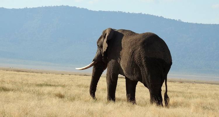 Safari privado: expedición clásica de 7 días - Professional Safari Africa 2