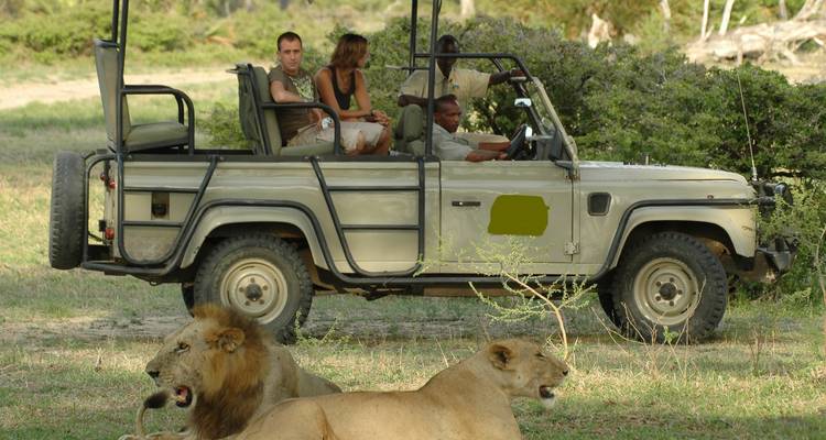 Ein Safari-Fahrzeug mit Menschen, die Löwen in einer Graslandschaft beobachten.