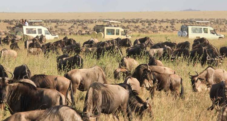 2 Days Tarangire & Ngorongoro Safari - Gracepatt Ecotours Kenya 6