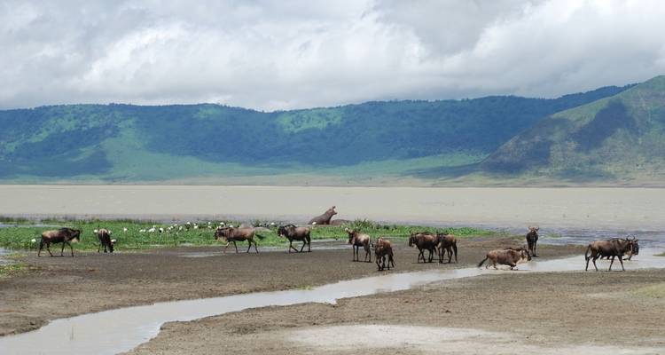 2 Days Tarangire & Ngorongoro Safari - Gracepatt Ecotours Kenya 7