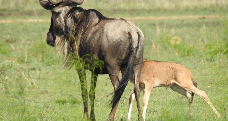 Tanzania majestuosa 6 días - Alto rango - Professional Safari Africa 3