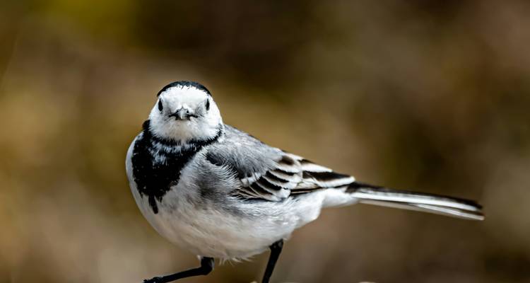 Gros plan d'un petit oiseau perché qui observe.