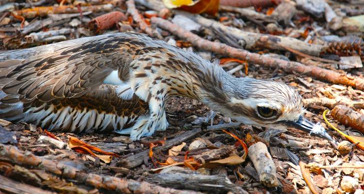 Oiseau camouflé parmi les brindilles et les feuilles sur le sol de la forêt.