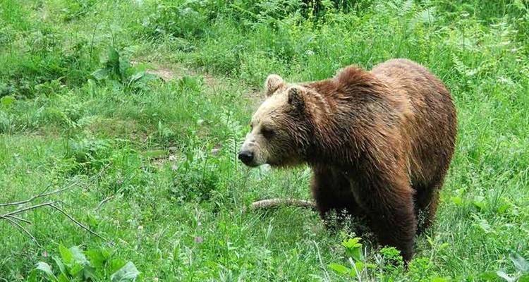 Brown Bear Viewing in Bulgaria - Penguin Travel 1