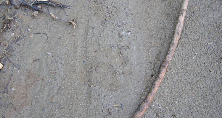 Brown Bear Viewing in Bulgaria - Penguin Travel 6