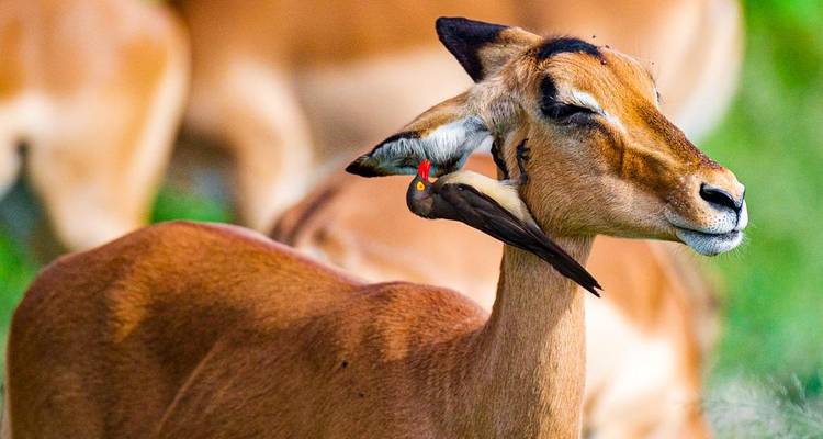 Piel de gallina a toneladas - viaje de aventura de 18 días - Chamaeleon 1