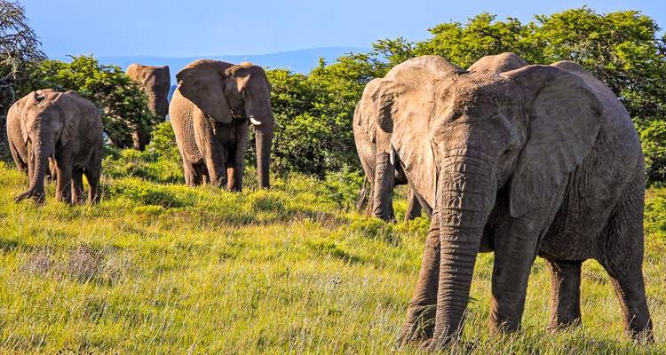 Elefanten, die durch ein Grasland laufen.