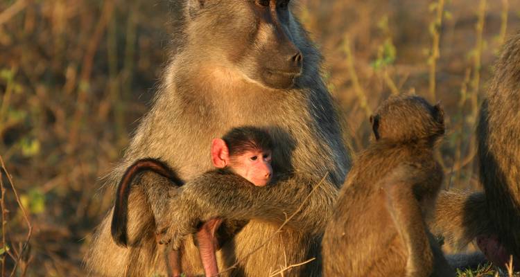 Gruppe von Pavianen, wobei ein Baby von einem Erwachsenen gehalten wird.