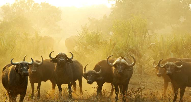 Bisonherde steht auf einer staubbedeckten Landschaft bei Morgendämmerung.