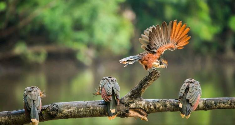 5 Days Into the Heart of the Jungle: Lagartococha Tour - Responsible Travel South America 2