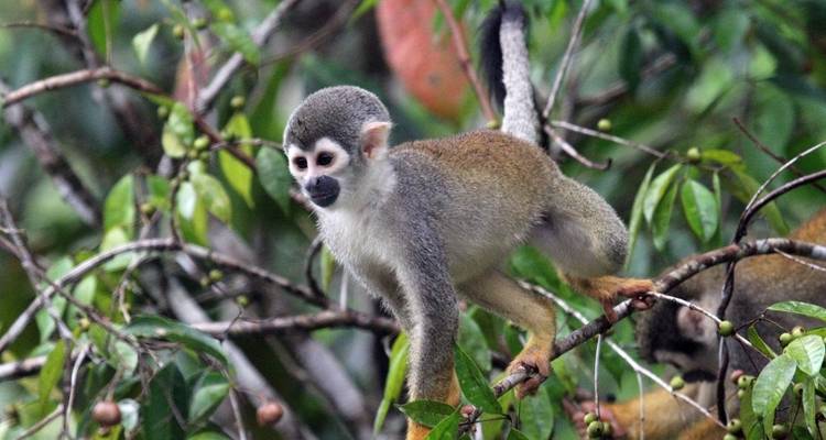 5 Days Into the Heart of the Jungle: Lagartococha Tour - Responsible Travel South America 3