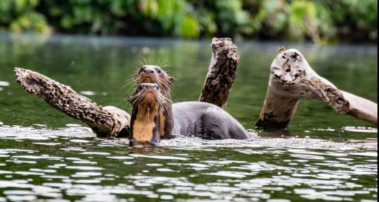 5 Days Into the Heart of the Jungle: Lagartococha Tour - Responsible Travel South America 4