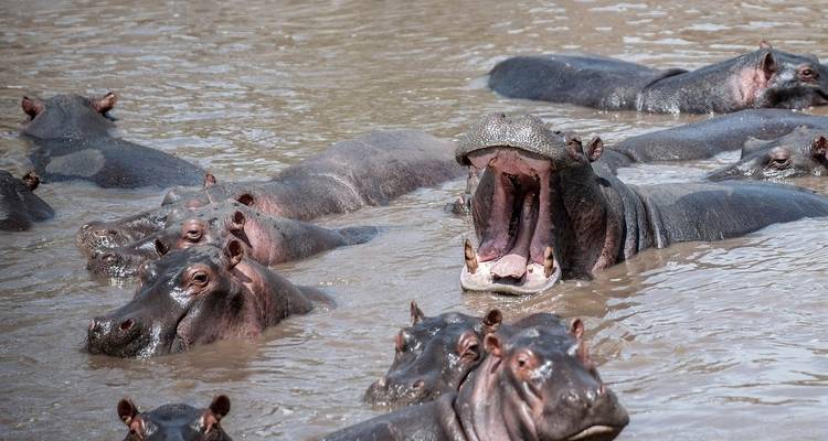Safari de luxe de 4 jours en Tanzanie (circuit nord) - Professional Safari Africa 1