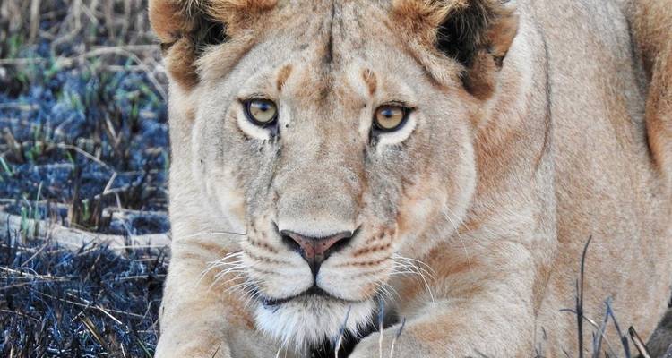Safari de luxe de 4 jours en Tanzanie (circuit nord) - Professional Safari Africa 2