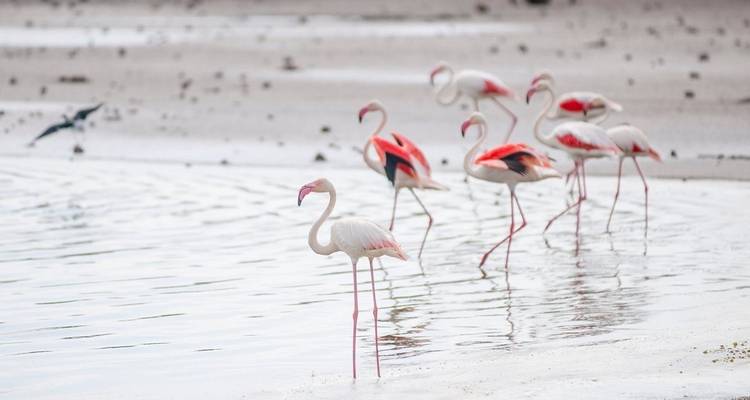 Safari de luxe de 4 jours en Tanzanie (circuit nord) - Professional Safari Africa 3