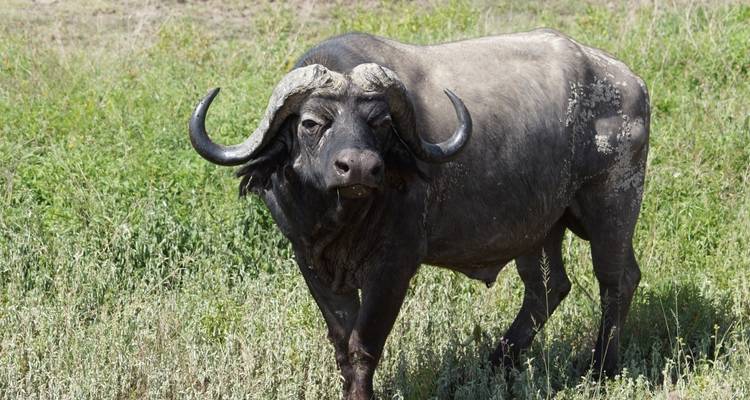 Safari de luxe de 4 jours en Tanzanie (circuit nord) - Professional Safari Africa 4
