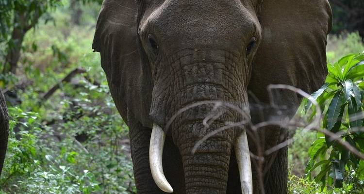 10-Day Wildlife Safari and Zanzibar Beach Excursions - Professional Safari Africa 3
