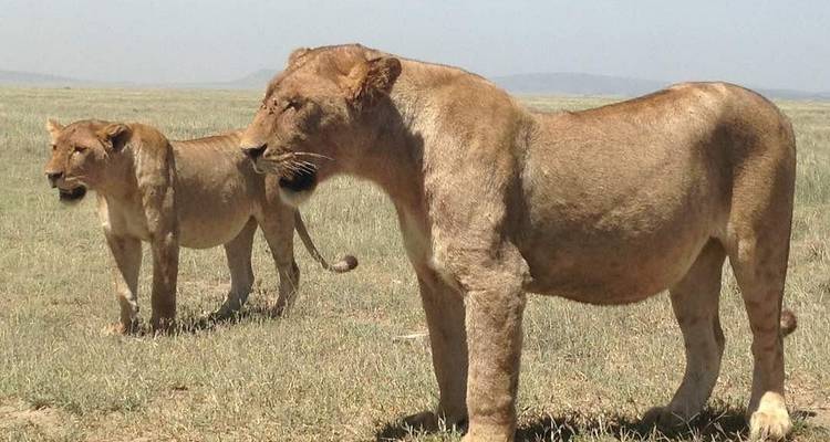 10-Day Wildlife Safari and Zanzibar Beach Excursions - Professional Safari Africa 6