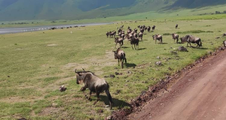 Budgeted Safari - Eatl Tour and Safari Group  7