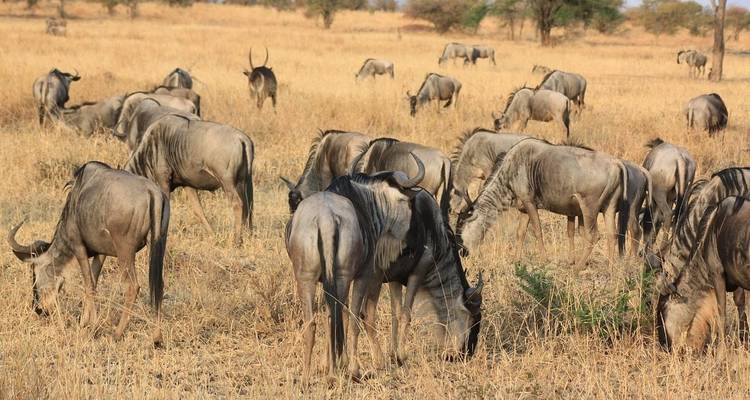 Semaine de luxe de 7 jours en Tanzanie : safari animalier et Zanzibar - Professional Safari Africa 2