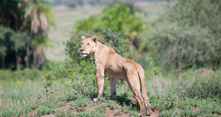 Semaine de luxe de 7 jours en Tanzanie : safari animalier et Zanzibar - Professional Safari Africa 7