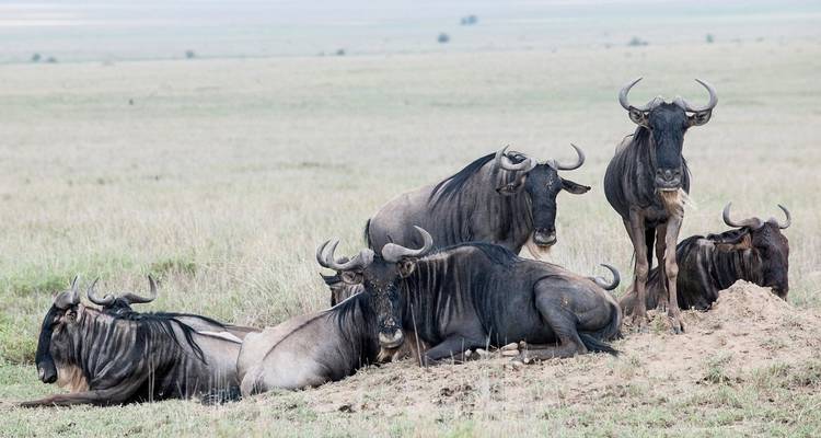 Semaine de luxe de 7 jours en Tanzanie : safari animalier et Zanzibar - Professional Safari Africa 9