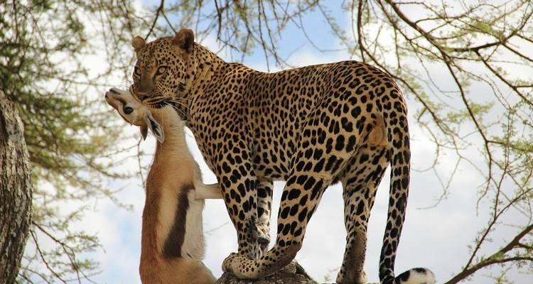 5 días lo mejor de Tanzania - Alta gama - Professional Safari Africa 1