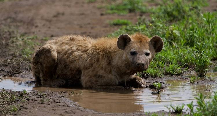 5 días lo mejor de Tanzania - Alta gama - Professional Safari Africa 4