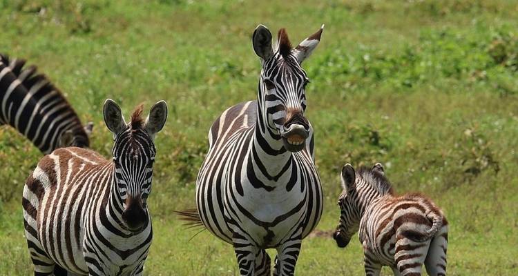 5 días lo mejor de Tanzania - Alta gama - Professional Safari Africa 6